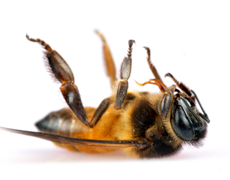 Dead Bee